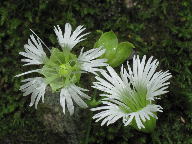 Silene stellata (Widow's frill) #45935