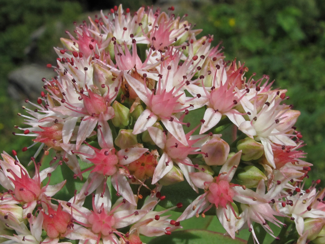 Hylotelephium telephioides (Allegheny stonecrop) #45954