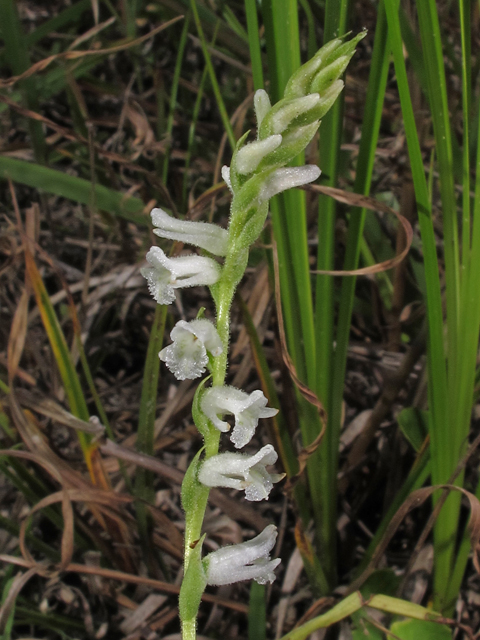 Spiranthes praecox (Greenvein ladies'-tresses) #45968