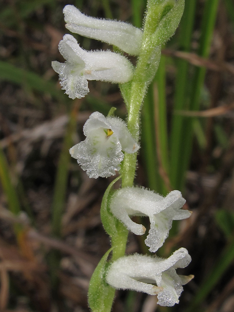 Spiranthes praecox (Greenvein ladies'-tresses) #45975