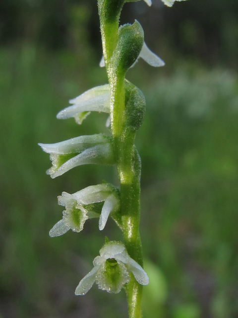 Spiranthes lacera var. gracilis (Southern slender ladies'-tresses) #45982