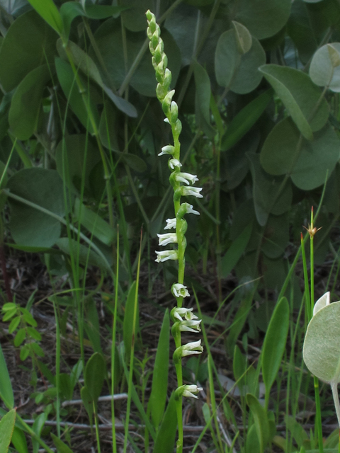 Spiranthes lacera var. gracilis (Southern slender ladies'-tresses) #45983