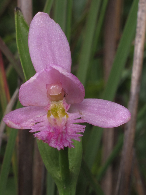 Pogonia ophioglossoides (Rose pogonia) #45995