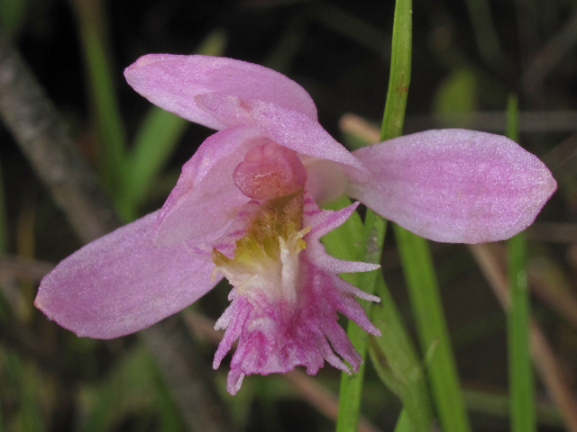 Pogonia ophioglossoides (Rose pogonia) #45998