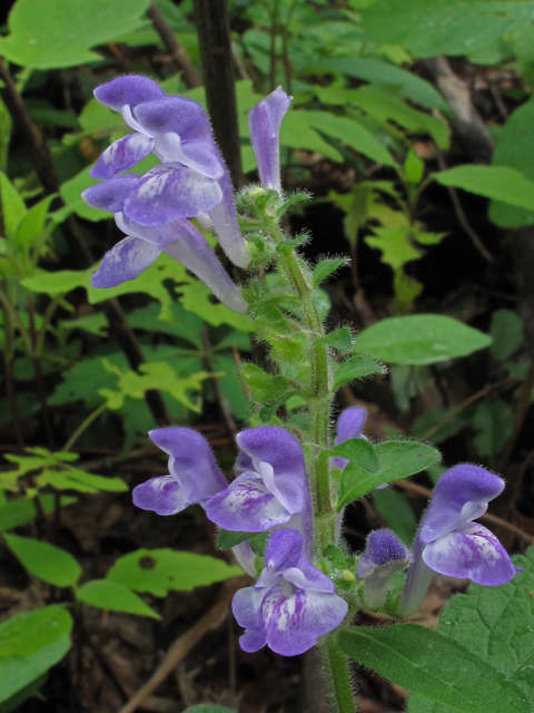 Scutellaria elliptica var. hirsuta (Hairy skullcap) #46001