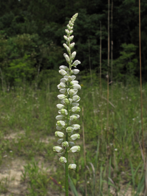 Polygala boykinii (Boykin's milkwort) #46011