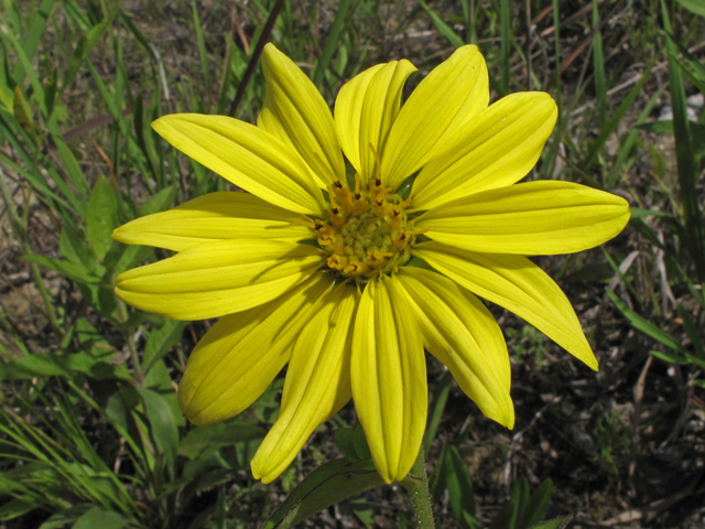 Silphium asteriscus (Starry rosinweed) #46012