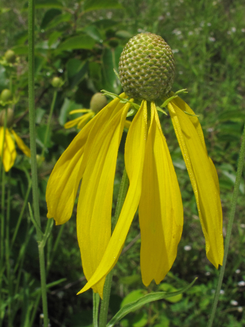 Ratibida pinnata (Grayhead coneflower) #46023