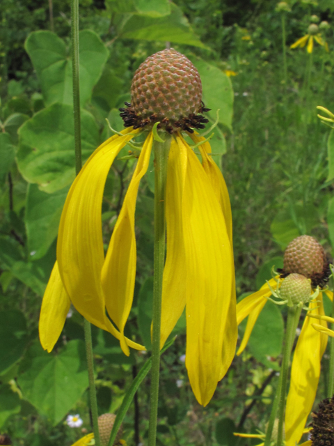 Ratibida pinnata (Grayhead coneflower) #46032