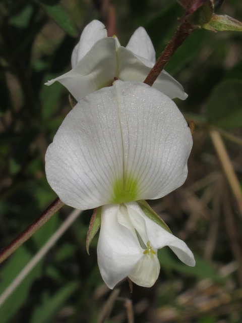 Galactia elliottii (Elliott's milkpea) #46040