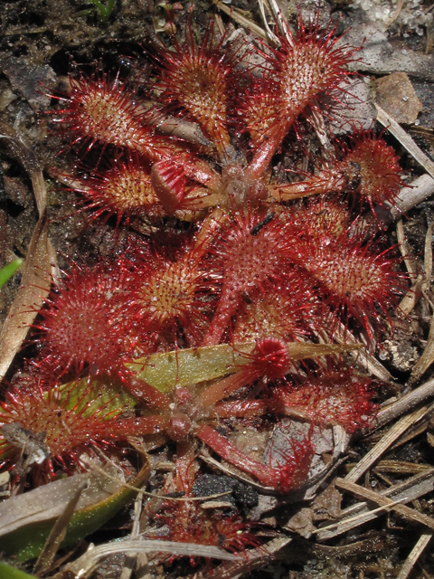 Drosera capillaris (Pink sundew) #46054