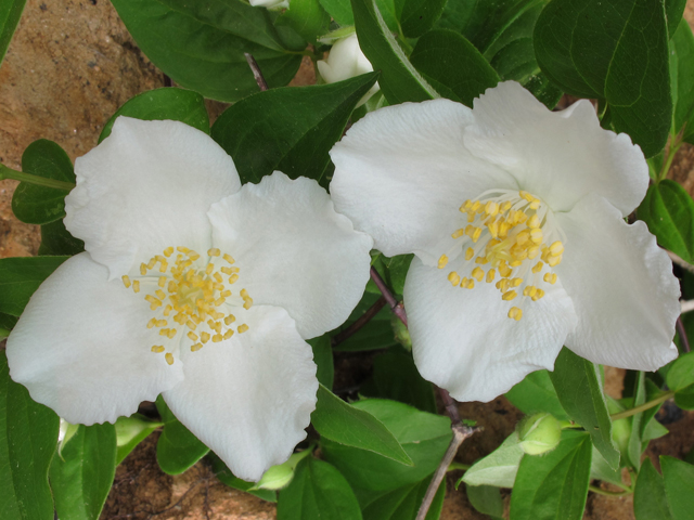 Philadelphus inodorus (Scentless mock orange) #46067