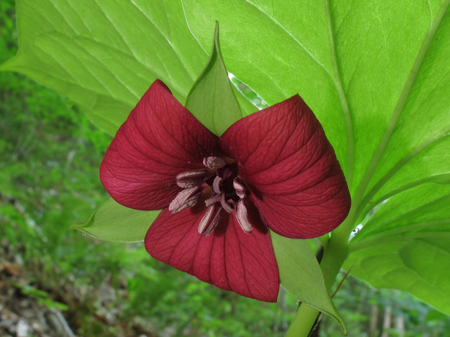 Trillium vaseyi (Sweet trillium) #46070