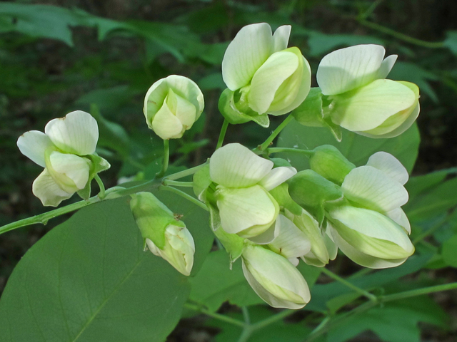 Baptisia megacarpa (Apalachicola wild indigo) #46078