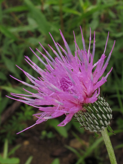 Cirsium carolinianum (Carolina thistle) #46112