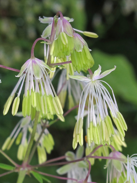 Thalictrum revolutum (Waxyleaf meadow-rue) #46113