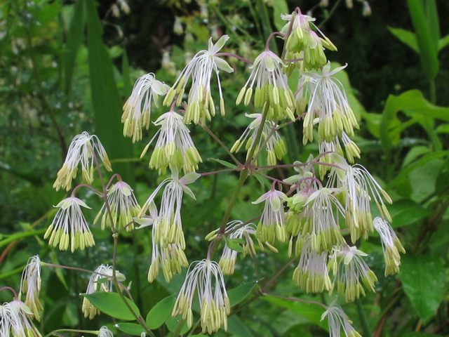 Thalictrum revolutum (Waxyleaf meadow-rue) #46119