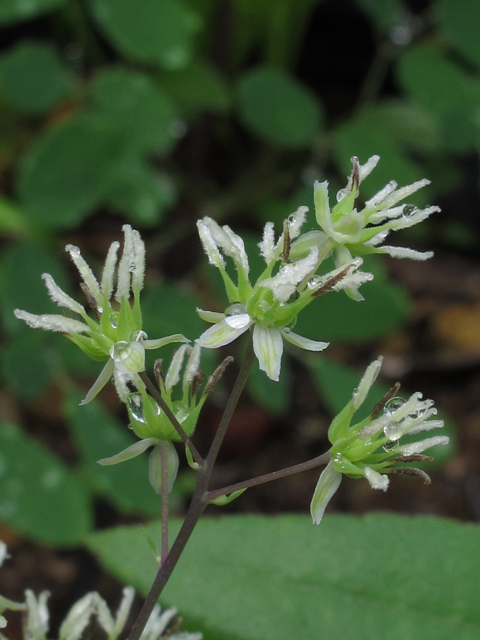 Thalictrum revolutum (Waxyleaf meadow-rue) #46120