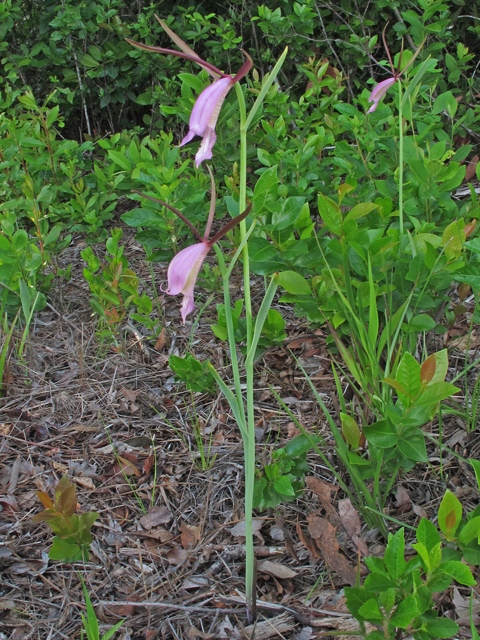 Cleistes divaricata (Rosebud orchid) #46121