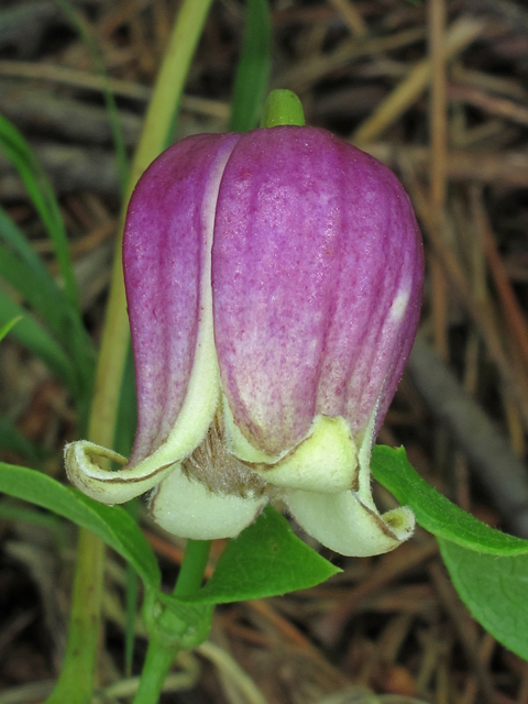 Clematis viorna (Vasevine) #46129