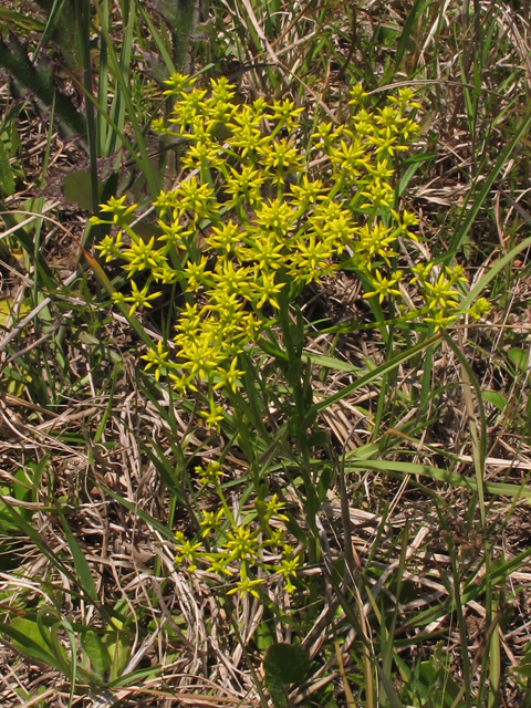 Polygala ramosa (Low pinebarren milkwort) #46139