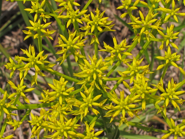 Polygala ramosa (Low pinebarren milkwort) #46140