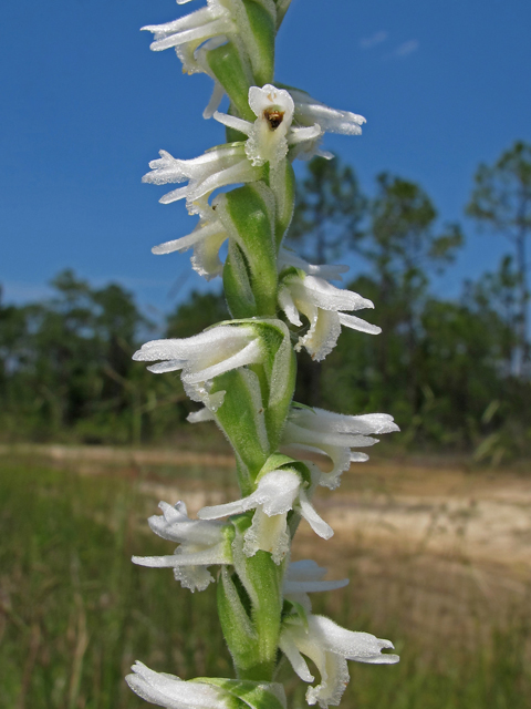 Spiranthes vernalis (Spring ladies'-tresses) #46148