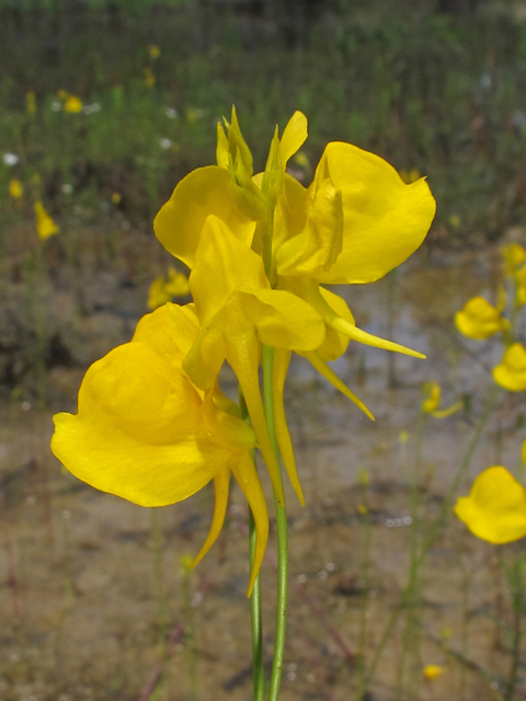 Utricularia cornuta (Horned bladderwort) #46150