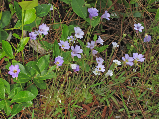 Pinguicula pumila (Small butterwort) #46161