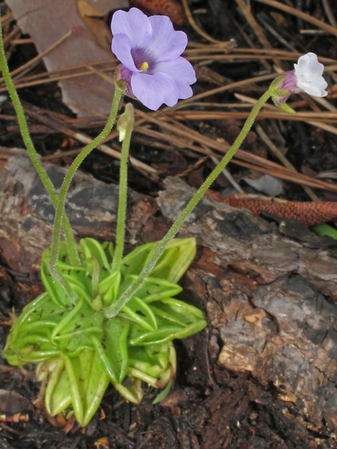 Pinguicula pumila (Small butterwort) #46162