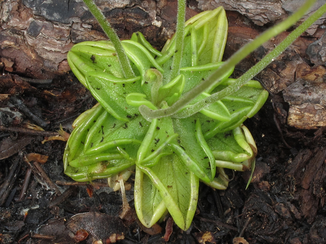 Pinguicula pumila (Small butterwort) #46165