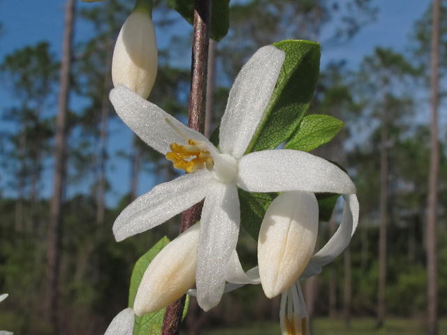 Styrax americanus (American snowbell) #46169