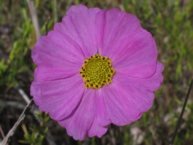 Coreopsis nudata (Georgia tickseed) #46172