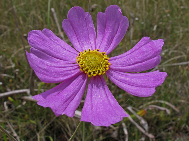 Coreopsis nudata (Georgia tickseed) #46173