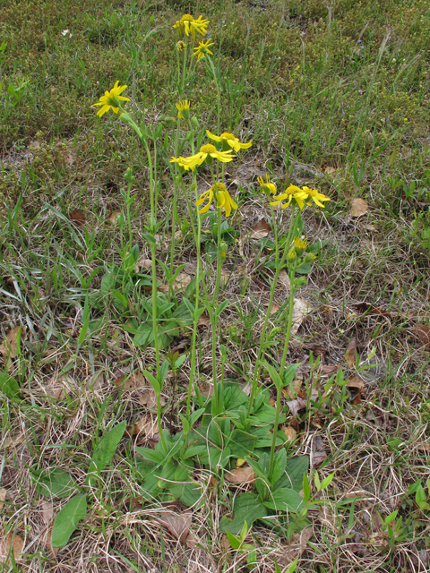 Arnica acaulis (Common leopardbane) #46190