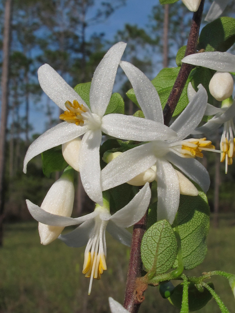 Styrax americanus (American snowbell) #46193