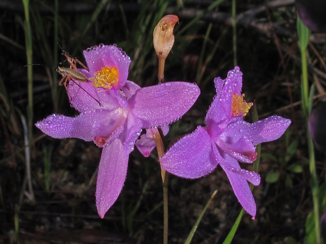 Calopogon barbatus (Bearded grasspink) #46194