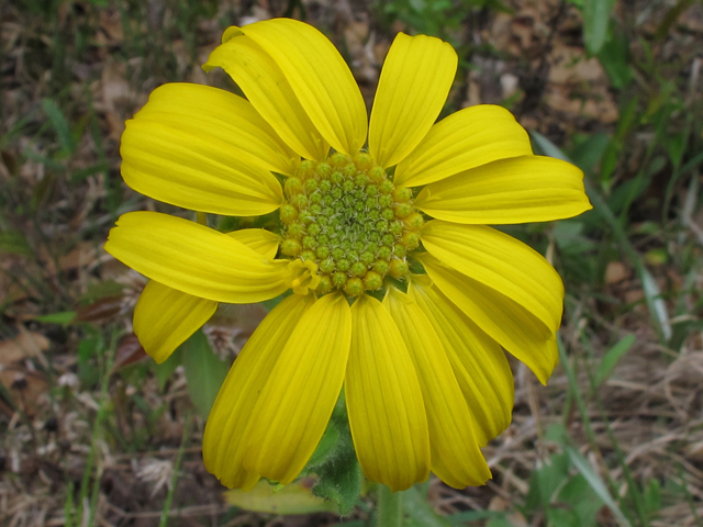 Arnica acaulis (Common leopardbane) #46208