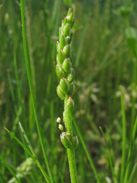 Plantago pusilla (Dwarf plantain) #46210