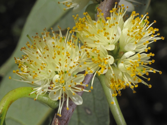 Symplocos tinctoria (Horse sugar) #46212