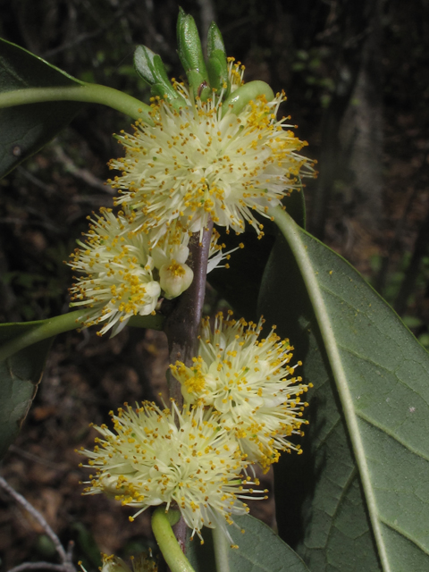 Symplocos tinctoria (Horse sugar) #46213