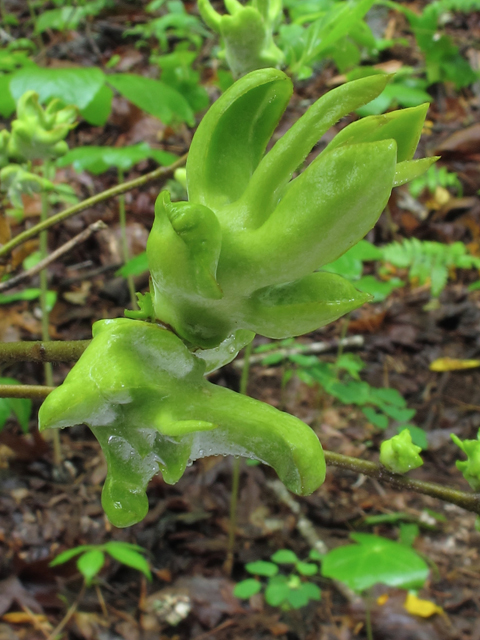 Symplocos tinctoria (Horse sugar) #46218