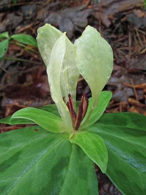 Trillium discolor (Mottled wakerobin) #46219