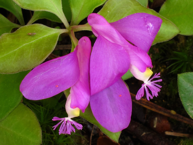 Polygala paucifolia (Gaywings) #46220