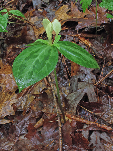 Trillium discolor (Mottled wakerobin) #46225