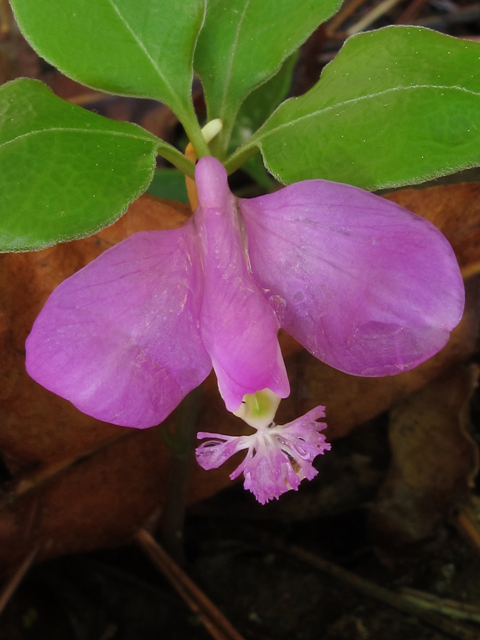 Polygala paucifolia (Gaywings) #46227