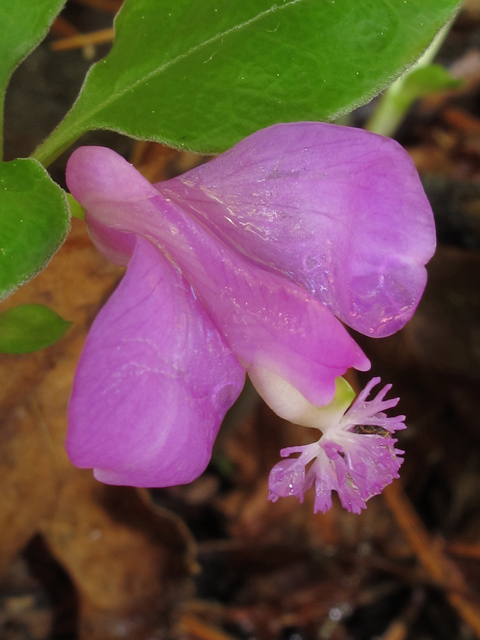 Polygala paucifolia (Gaywings) #46228