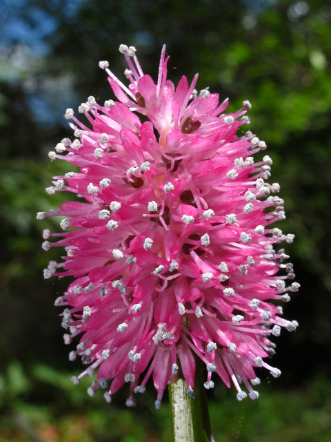 Helonias bullata (Swamp pink) #46229