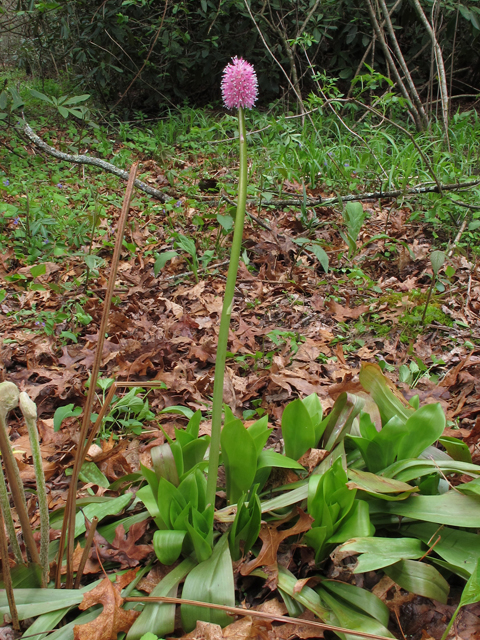 Helonias bullata (Swamp pink) #46230