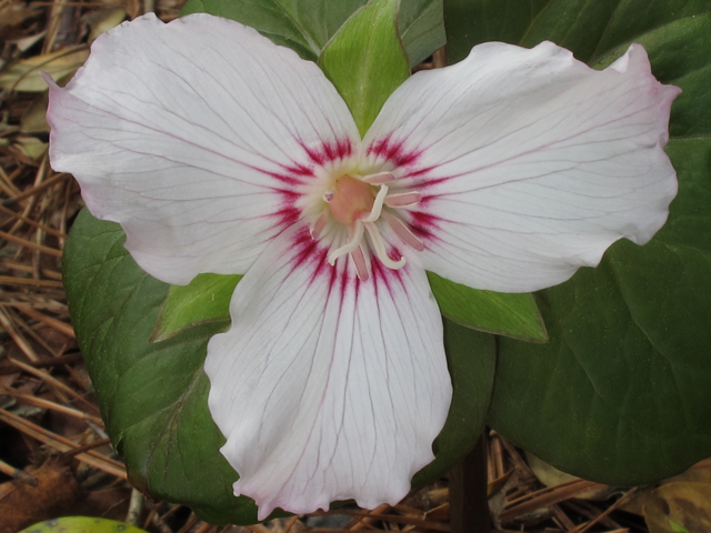 Trillium undulatum (Painted trillium) #46231